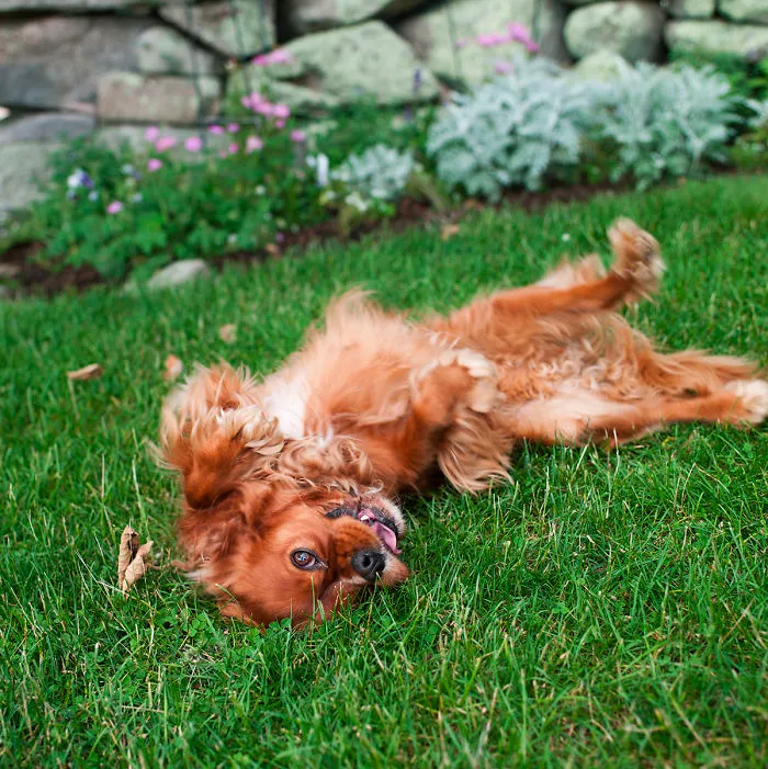 Dogs Romping And Enjoying Spring!
