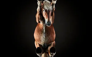 Under-Horse: I Photograph Horses From Underneath