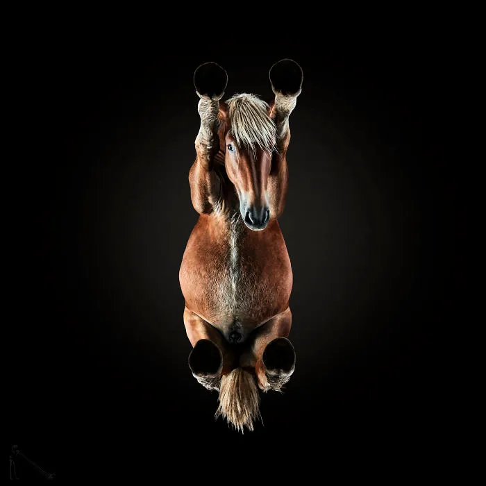 Under-horse: I Photograph Horses From Underneath