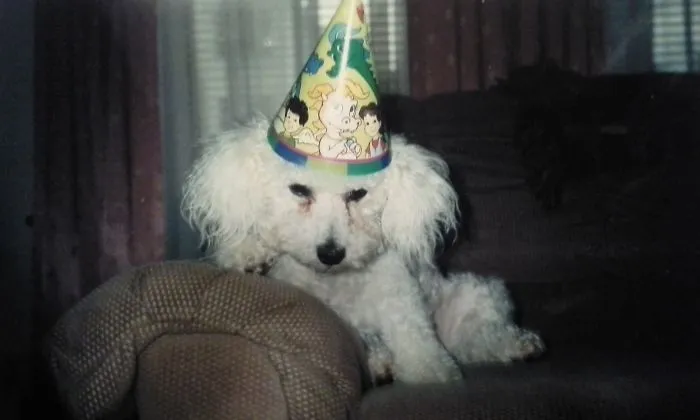 Party Animal