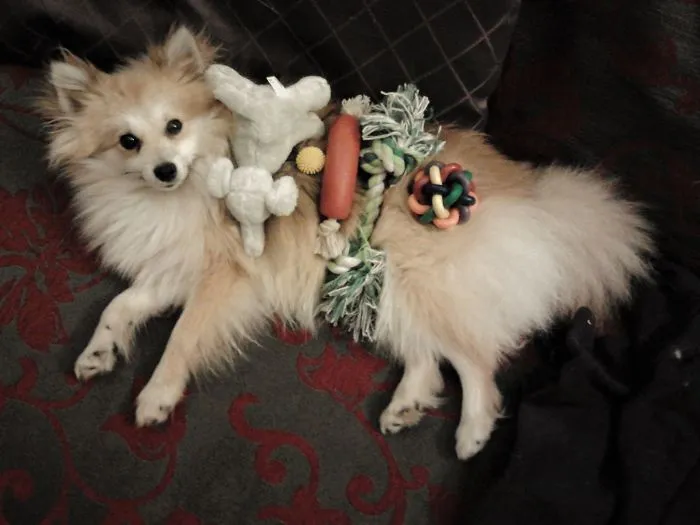 His Toy Collection