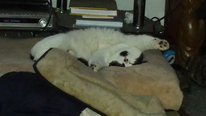 Tripp Melted In Summer Heat.