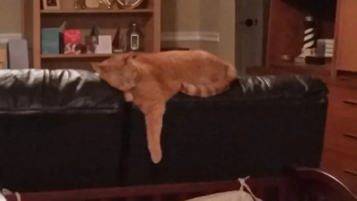 Meltd Cat!
