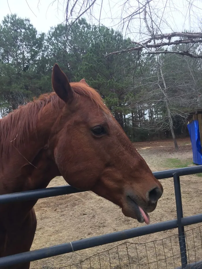 175 Of The Most Adorable Animal Mlems" Ever"