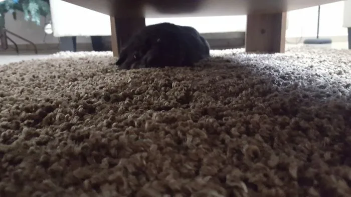 My Shar-pei Baby, Sleeping Or Meltin Not Sure Haha