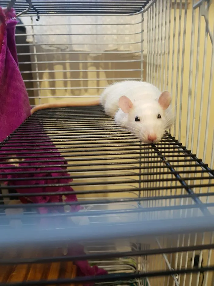 Melted Rattie