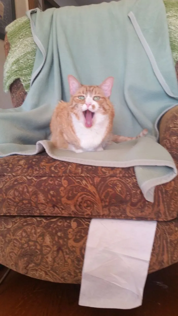 175 Of The Most Adorable Animal Mlems" Ever"