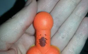 Three Bags Of Dicks Worth Buying