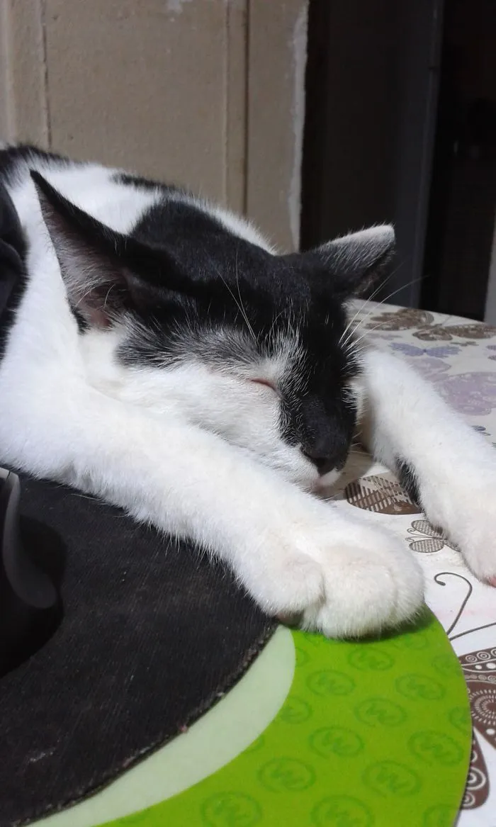 Melting Cat