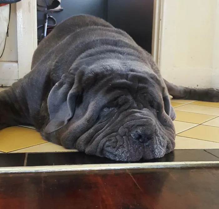 Junior Exhausted Himself Into A Puddle