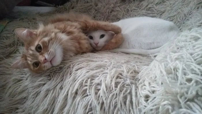 Two Friends