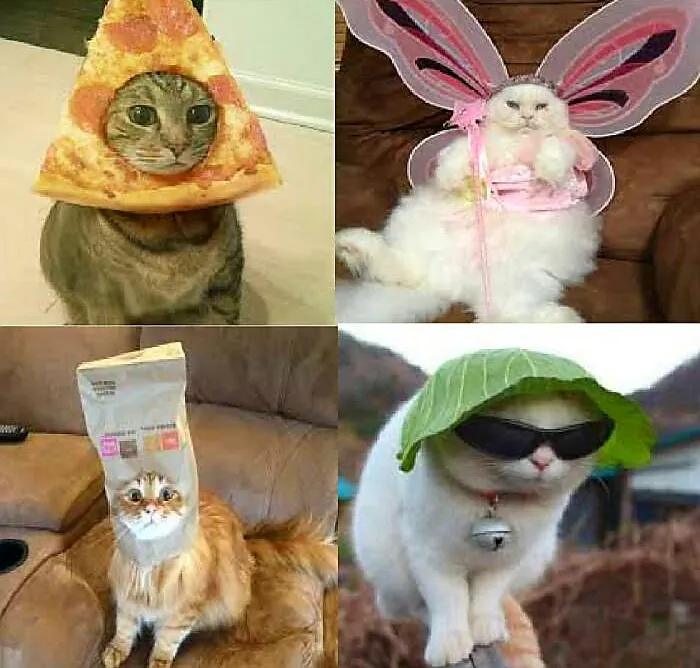 Animal Carnaval