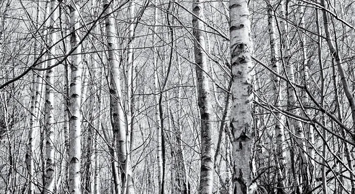 Birch Forest