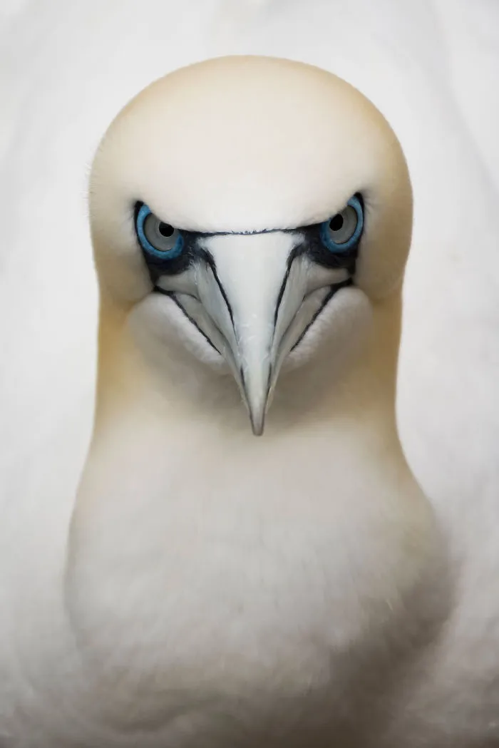 Eugene Kitsios, Holanda (Fauna)