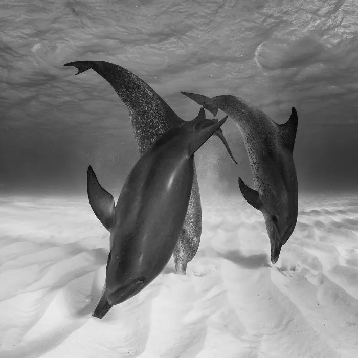 Eugene Kitsios, Holanda (Fauna)