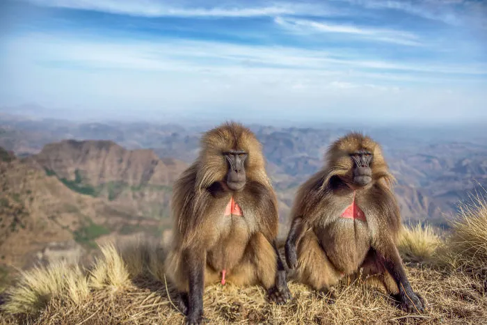 Bar Kaufman, Israel (Open Competition, Wildlife)