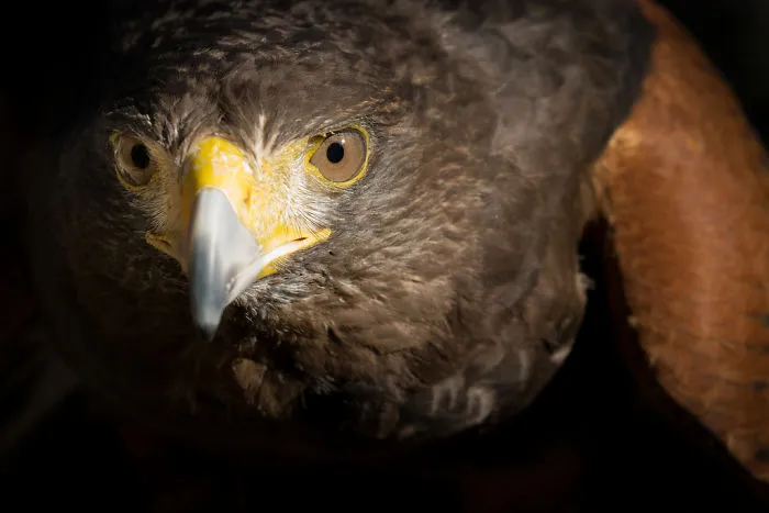Eagle Awesome