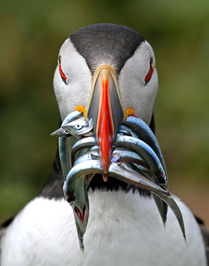 Nigel Hodson, Reino Unido (Fauna)