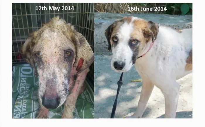 Before And After - A Street Dog Rescue Story