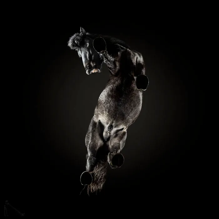 Under-Horse: I Photograph Horses From Underneath