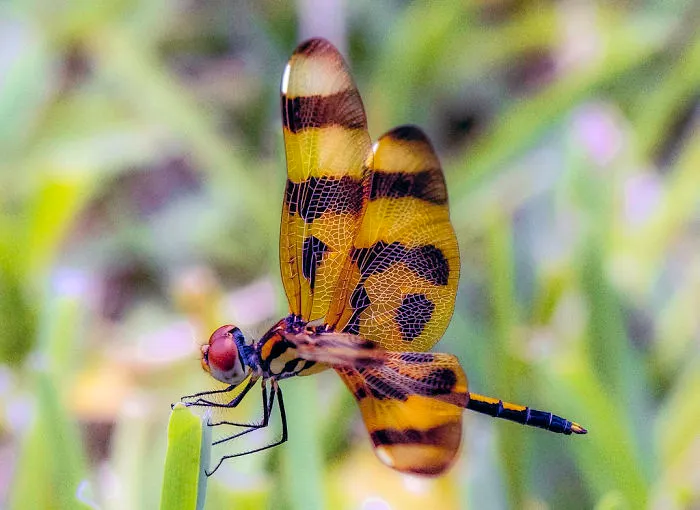 Fly Dragon In Natural Environment