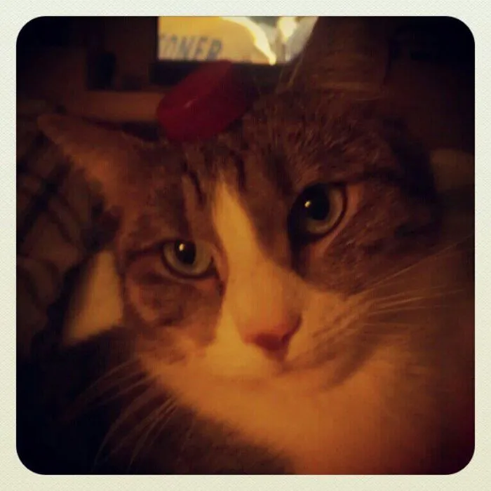 Not Funny Human. Not Funny.