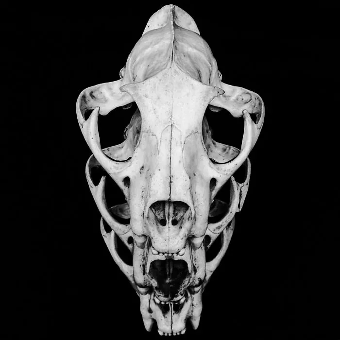 Torax