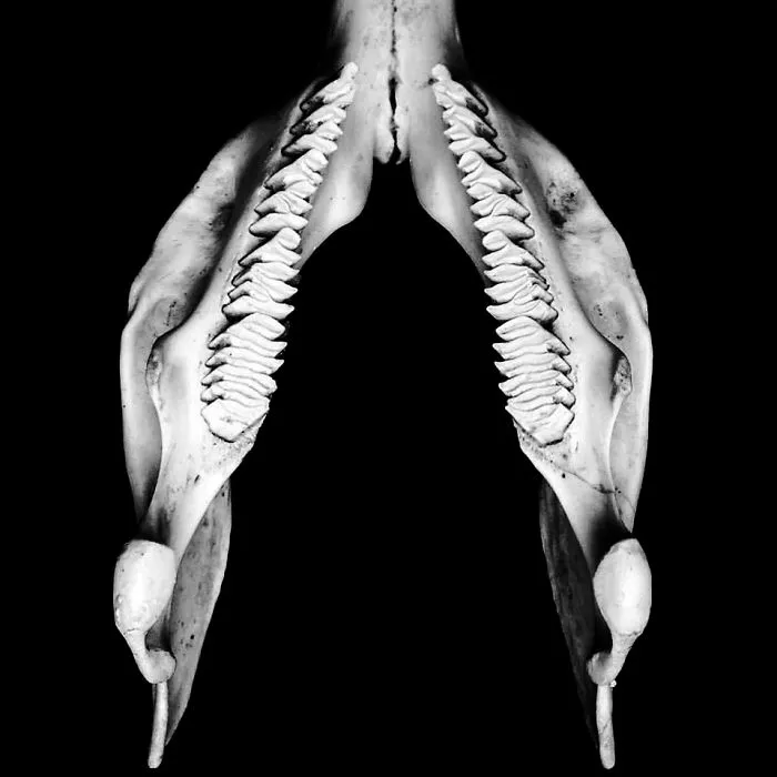 Vulva