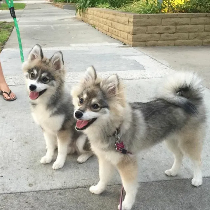 Meet Norman, A Husky-Pomeranian Puppy That's So Cute It Doesn't Even Look Real