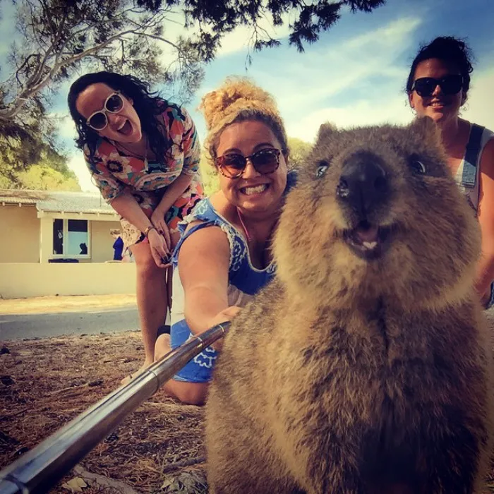 Selfie con un quokka