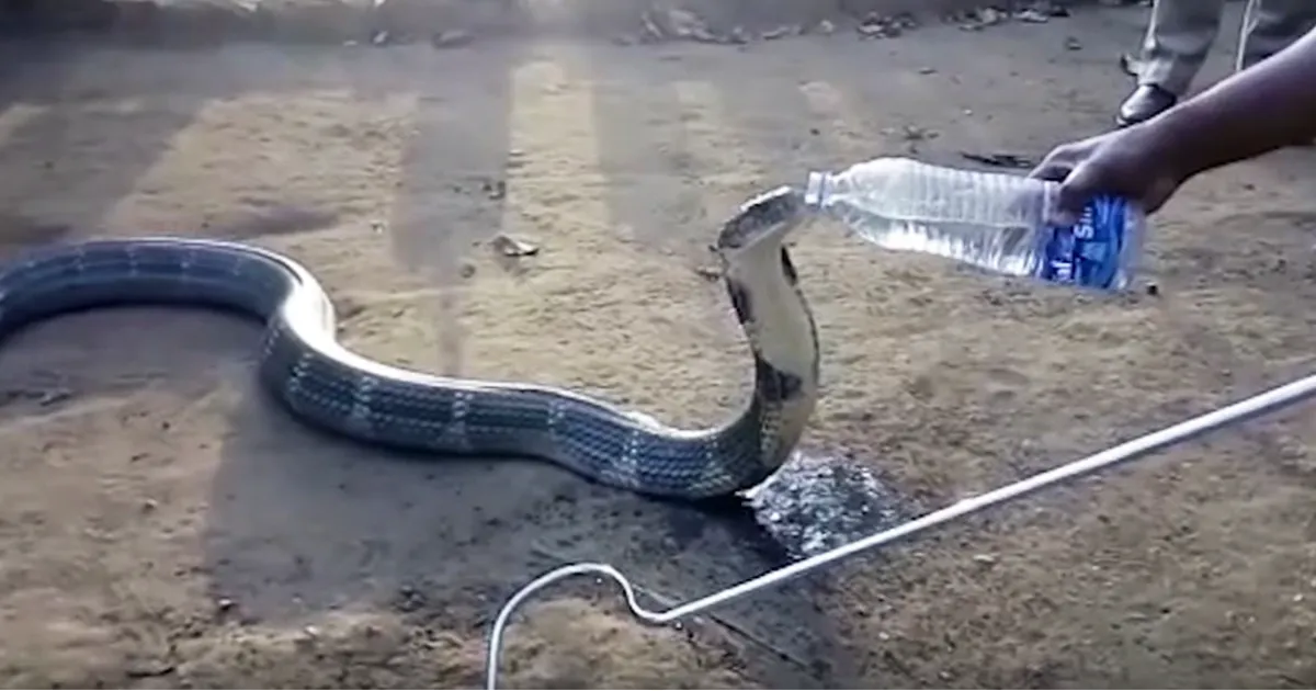 Esta enorme cobra desesperada de sed recibe una botella de agua