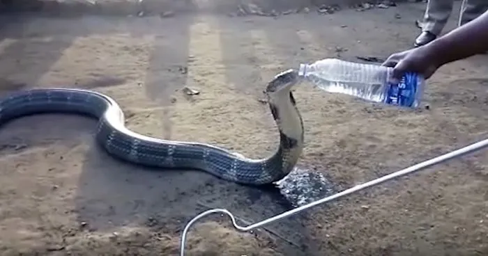 Desperately Thirsty Massive Cobra Is Given A Water Bottle