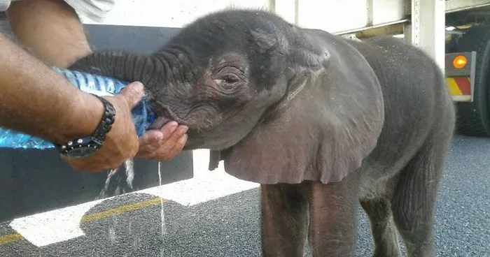 When A Thirsty Baby Elephant Appeared Out Of Nowhere, These Truck Drivers Stopped To Help Him