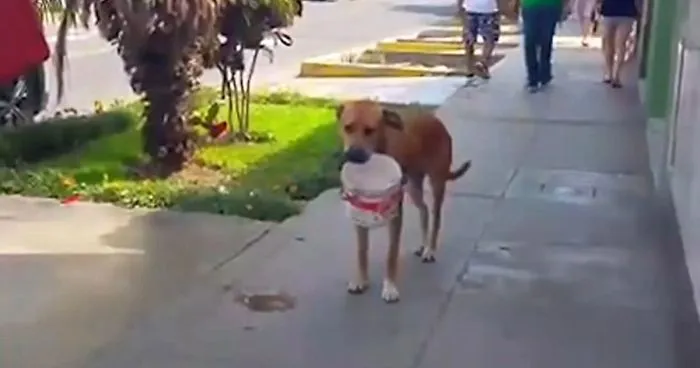 Thirsty Dog Is Carrying A Bucket And Begging For Water After Drought Hit Peru