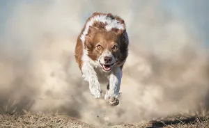I Photograph "Flying Dogs" To Reveal Their True Spirit