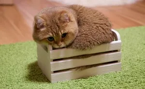 Meet Hosico, Real-Life Puss In Boots