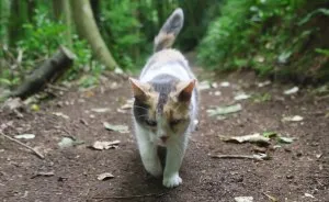 Meet Stevie - A Blind Cat Who Loves To Hike