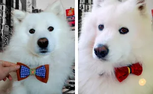 I Make Bow Ties For Dogs And Their Owners