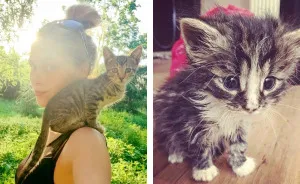 This Girl From Latvia Rescued More Than 350 Homeless Cats During Last 2 Years