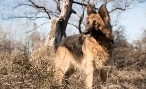 I Photographed Homeless Dogs For Adoption, To Find Their New Homes