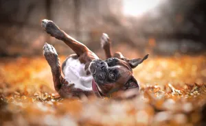 Meet Strawberry The Most Expressive Boxer Who Loves Hiking