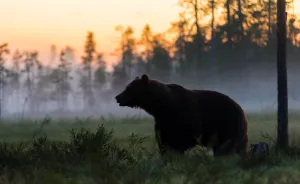 I Waited 15 Hours A Day To Find The Biggest Bear In Finland