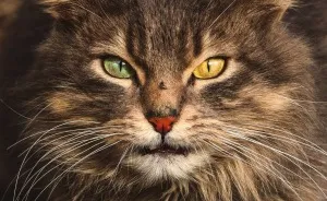 Intimate Portraits Of Stray Cats That I Took In My Hometown