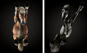 Under-Horse: I Photograph Horses From Underneath