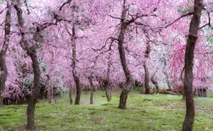 I Captured Plum Trees Blooming In Japan