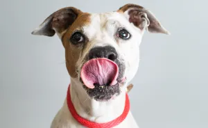 I Photographed Senior Pups Eating Peanut Butter To Help Them Get Adopted