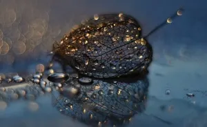 I Use Macro Lens To Capture Fragile Beauty Of Polish Nature