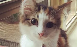 My Cats Help Me Calm Down From My Anxiety Attacks