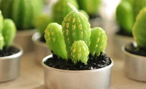 We Create Succulent-Shaped Candles