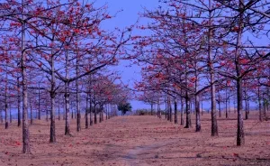 A Natural Cotton Garden, Which Is Locally Known As Shimul Bagan
